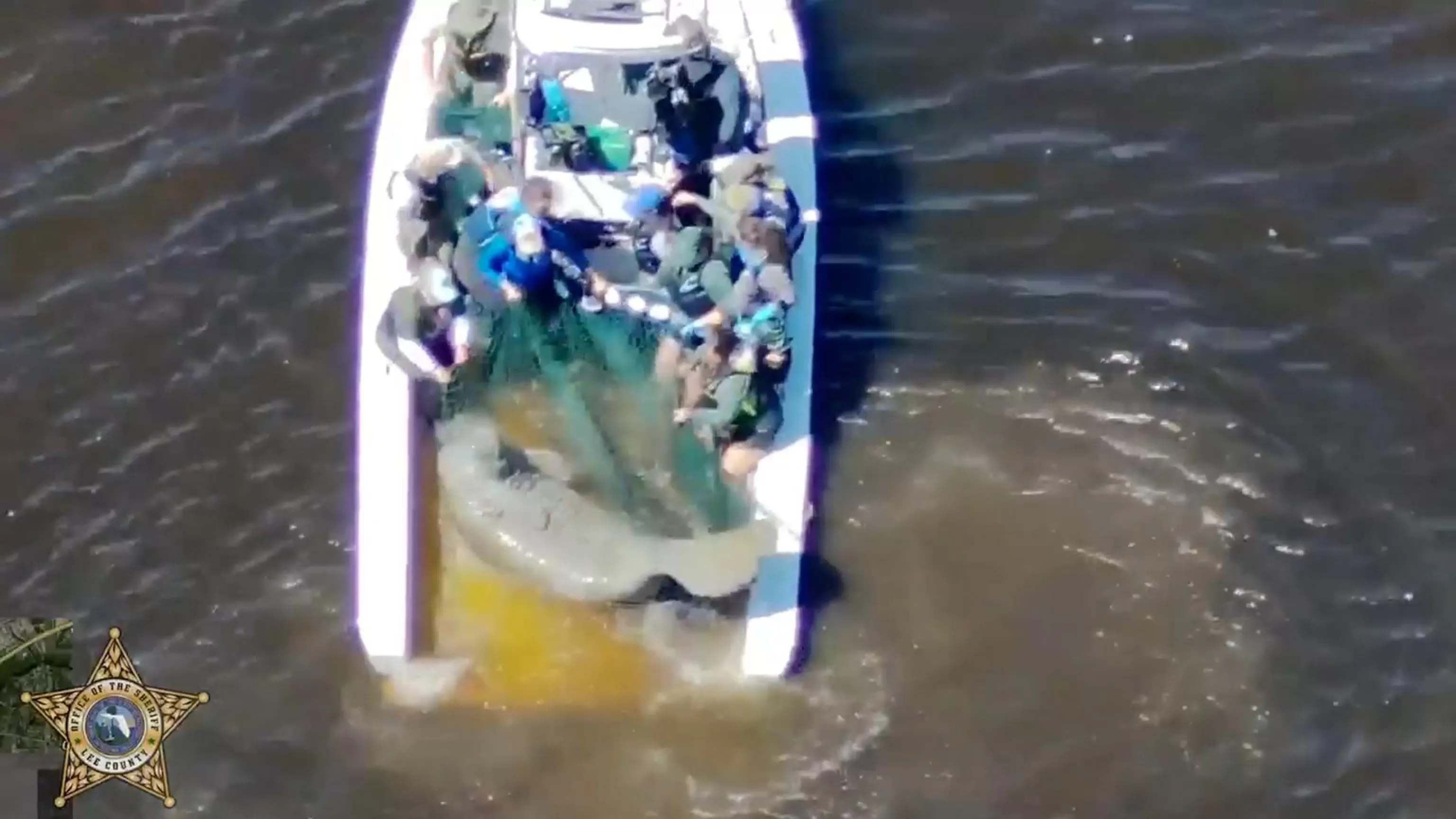 Injured mother manatee and calf are rescued in Florida and taken to SeaWorld