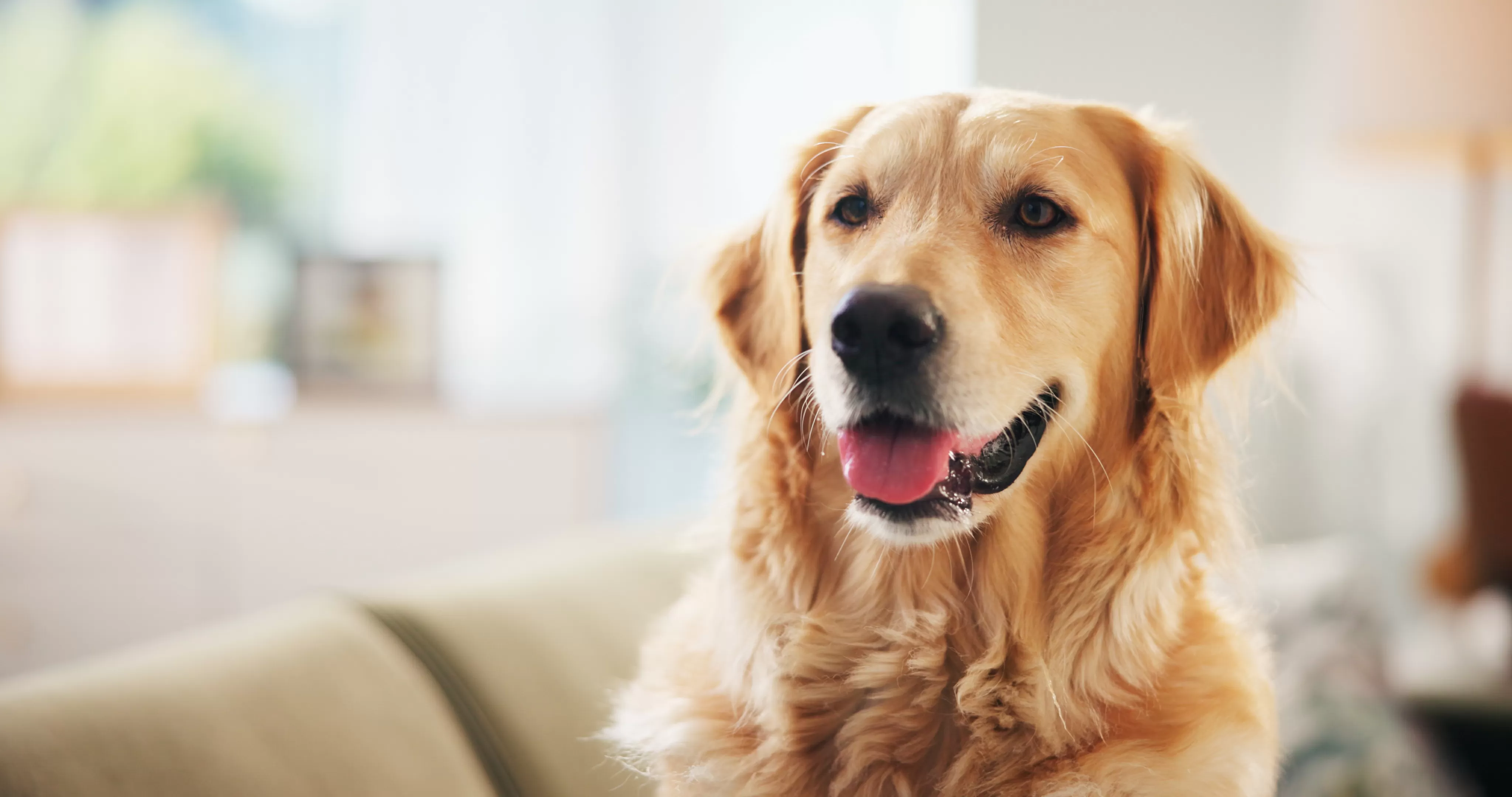 Doorbell Camera Captures Golden Retriever Committing 'Crime' On Neighbor