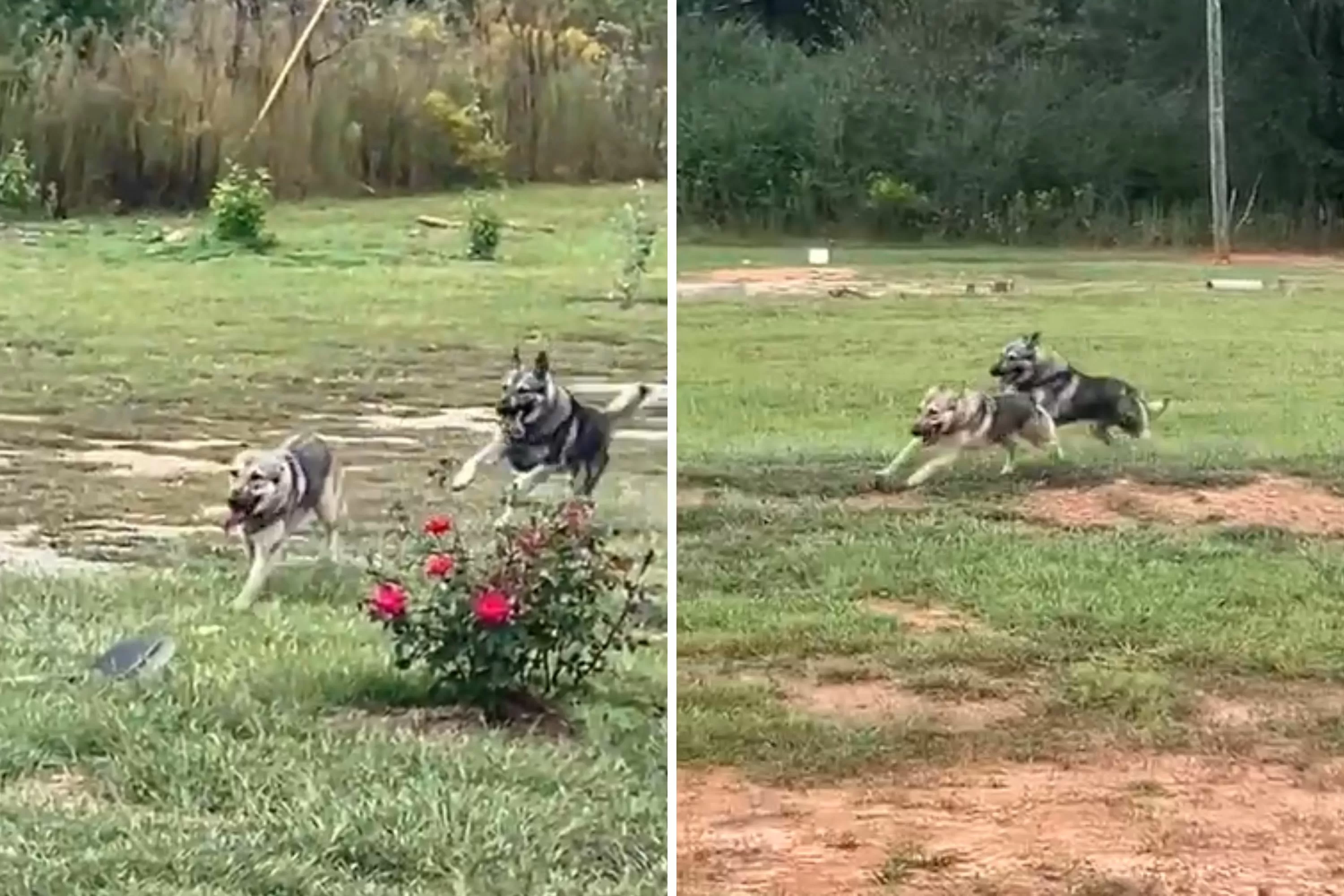 German Shepherd Siblings Playing Tag Win 'Pet of the Week'