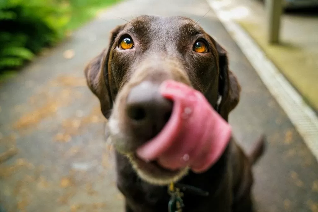 How to Introduce a Dog to a New Home After a Move
