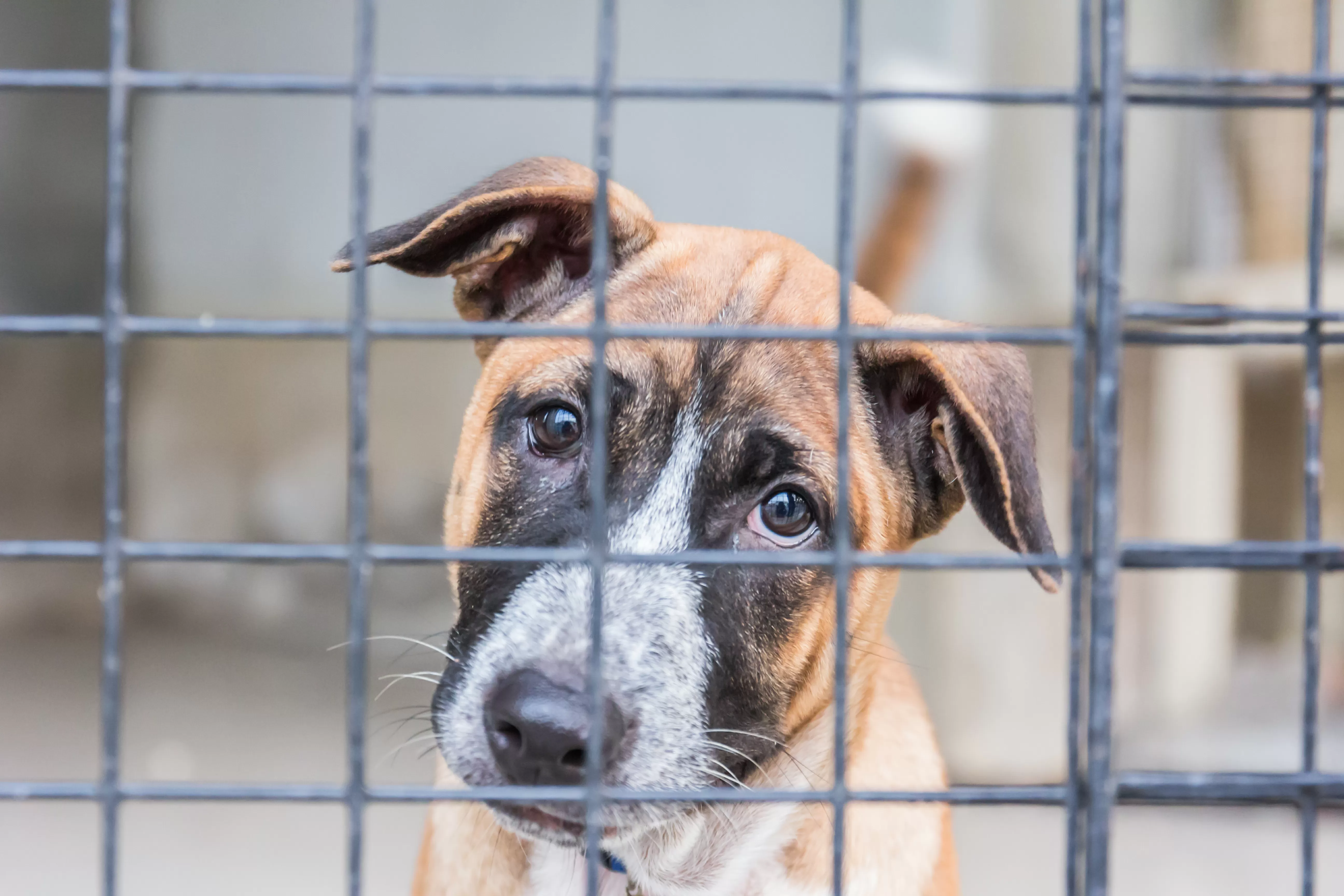 Rescue Dog Begs for 'Human Touch' Through Kennel Bars—Then It All Changes