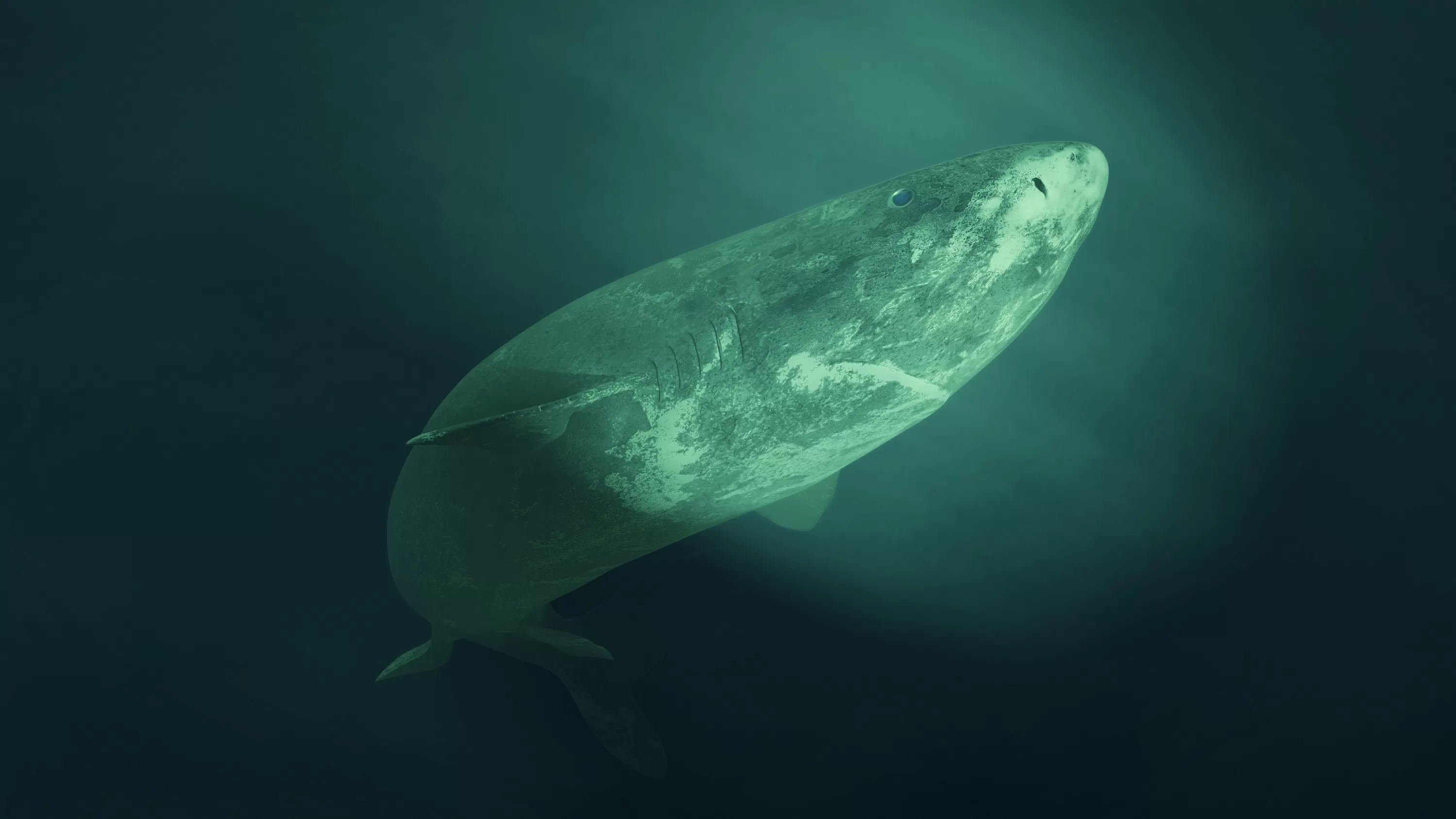 Photo of Greenland Shark Labeled '392 Years Old' Spreads—Here's the Truth