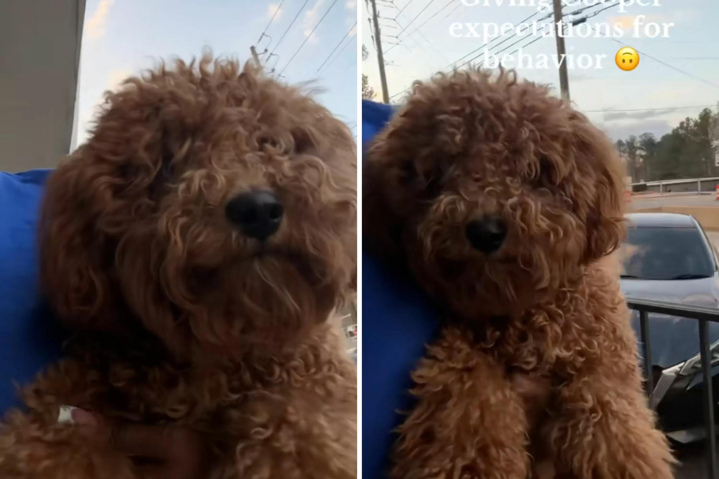 Owner Returns to Groomer—Not Prepared For What They’ve Done to Her Dog