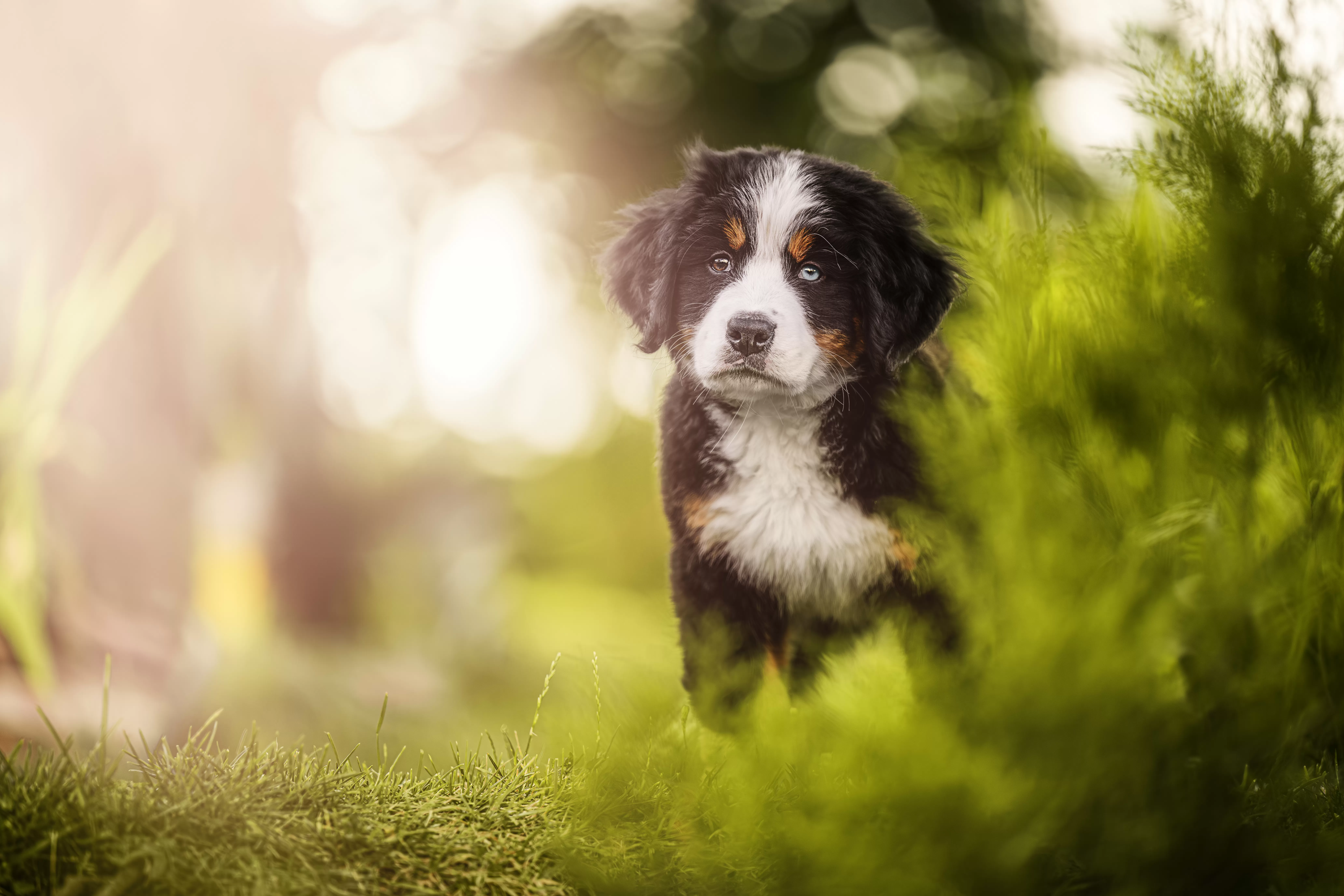 Owner Checks Pet Cam Before Waking Up, How Puppy Is Waiting Melts Hearts