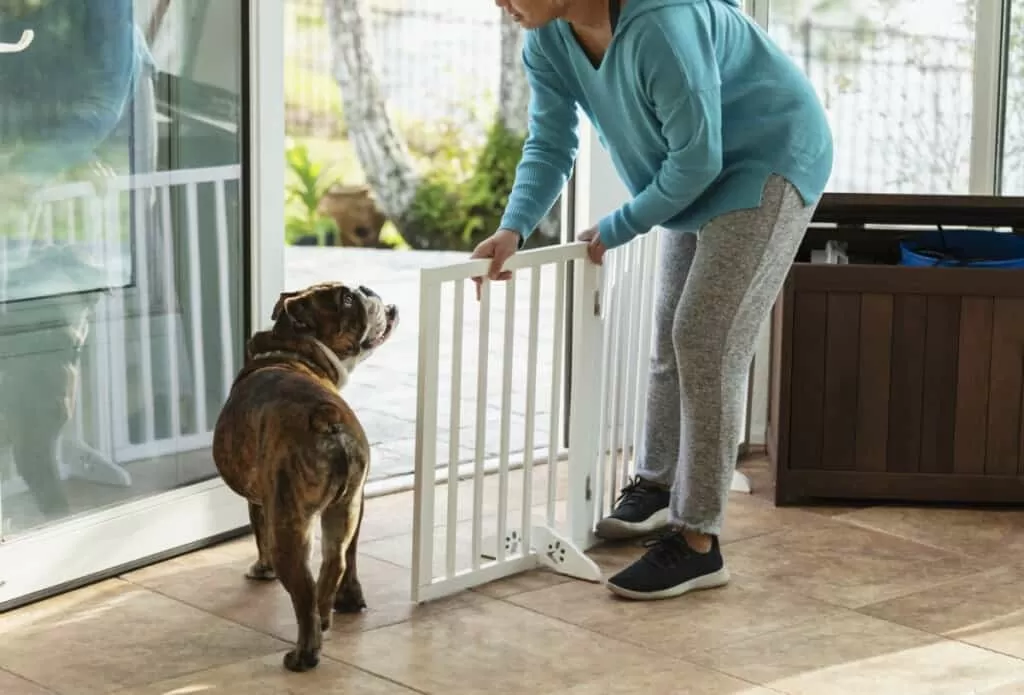 Dog Friendly Home Design Ideas for a Cleaner and Safer Living Space