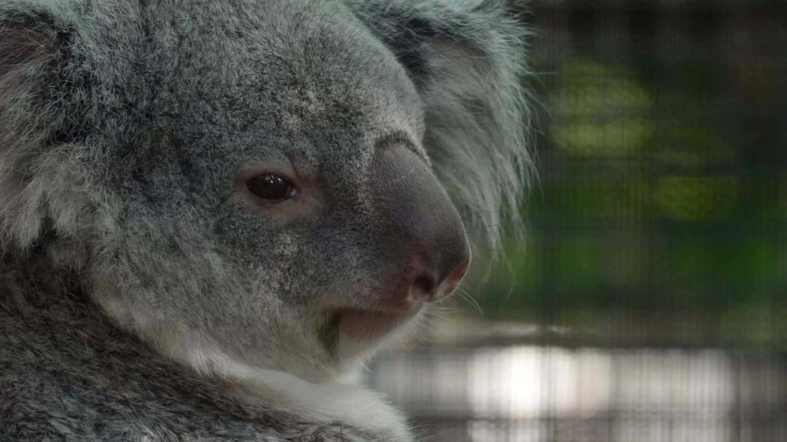 Meet the baby koala hiding in its mom’s pouch at a Florida zoo’s new Outback habitat