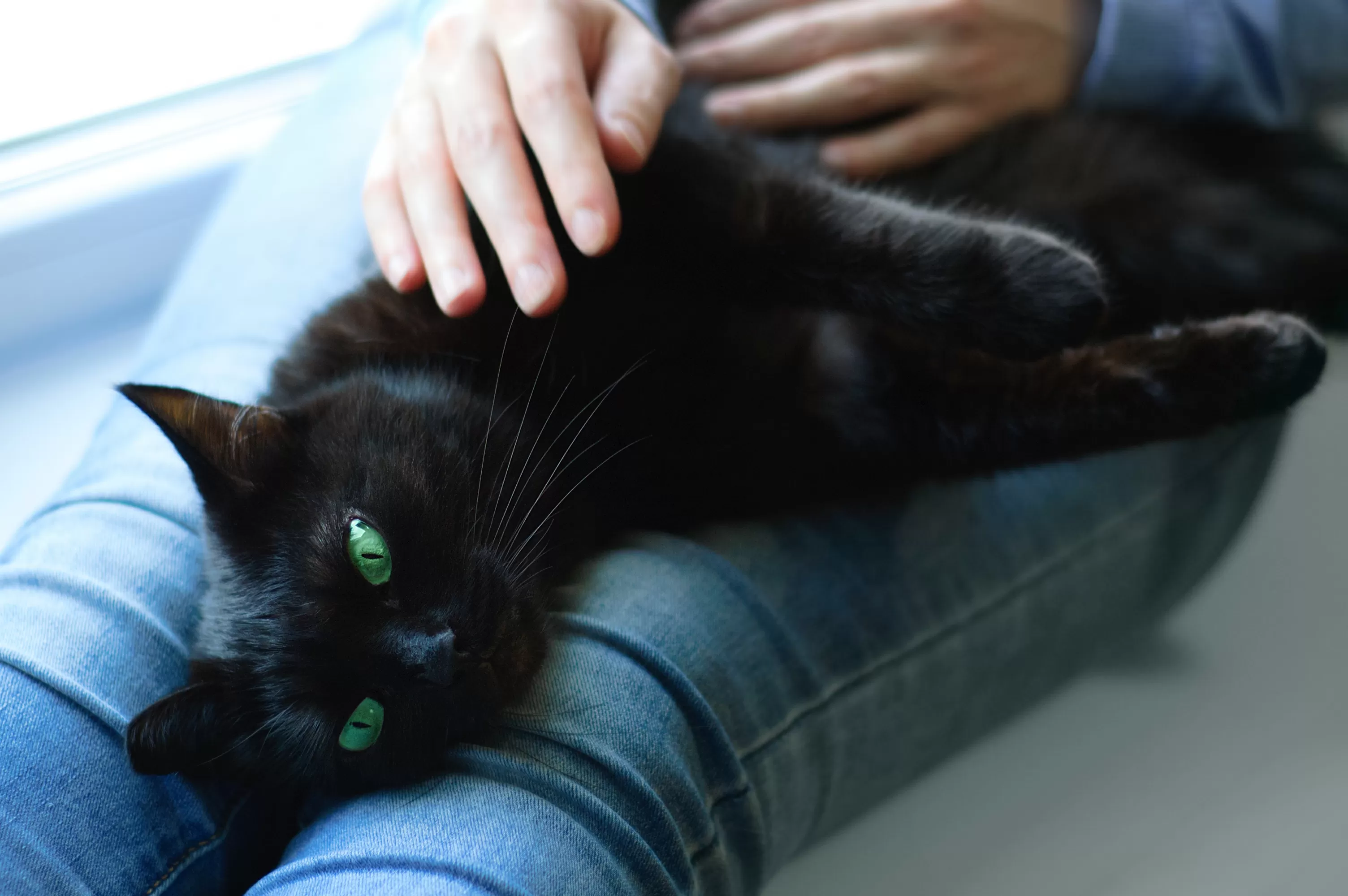 Senior Stray Cat Gets Adopted, Internet Obsessed With How He Looks at Owner