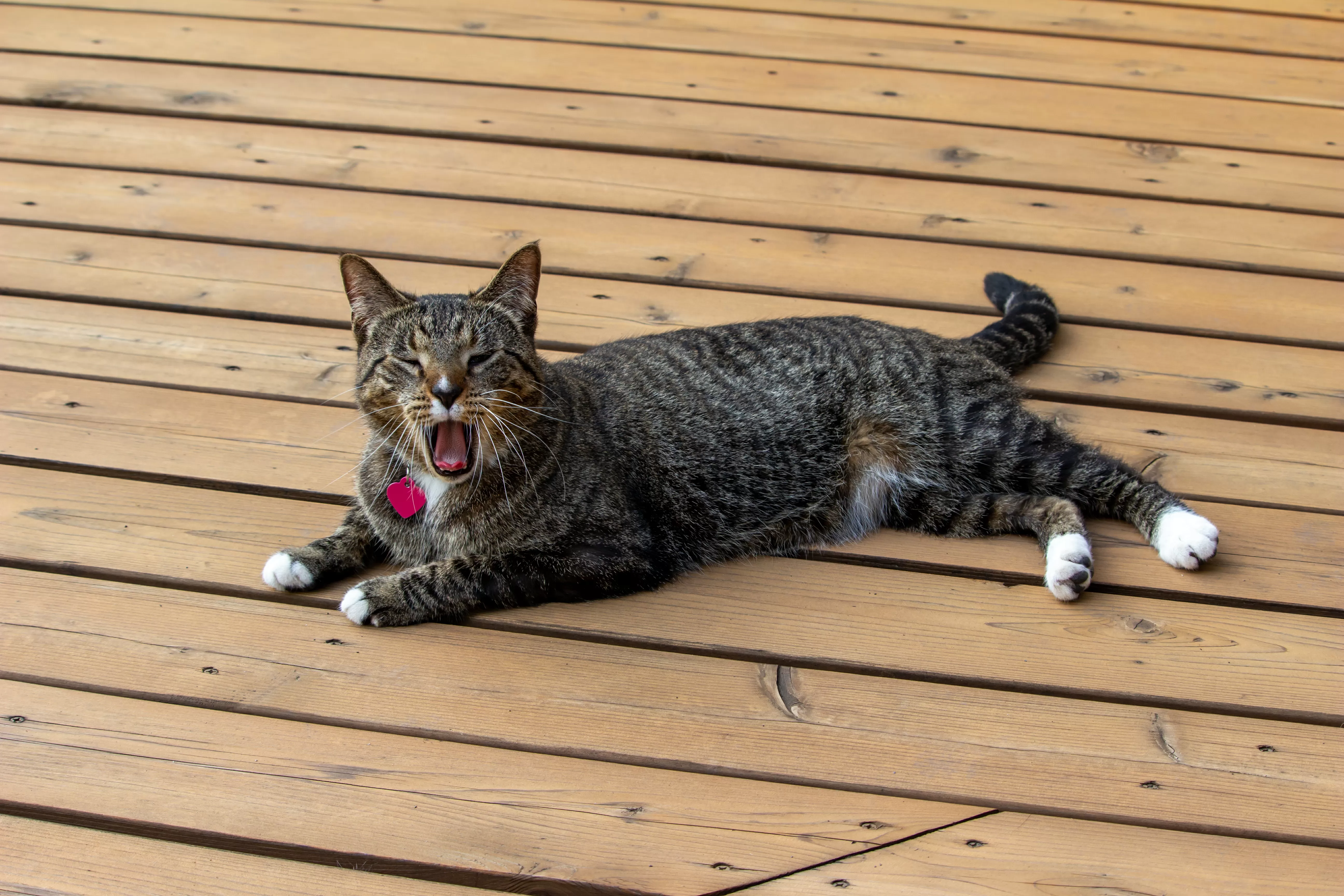 Indoor Cat Gets New Enclosed Patio, Her Reaction Doesn’t Disappoint