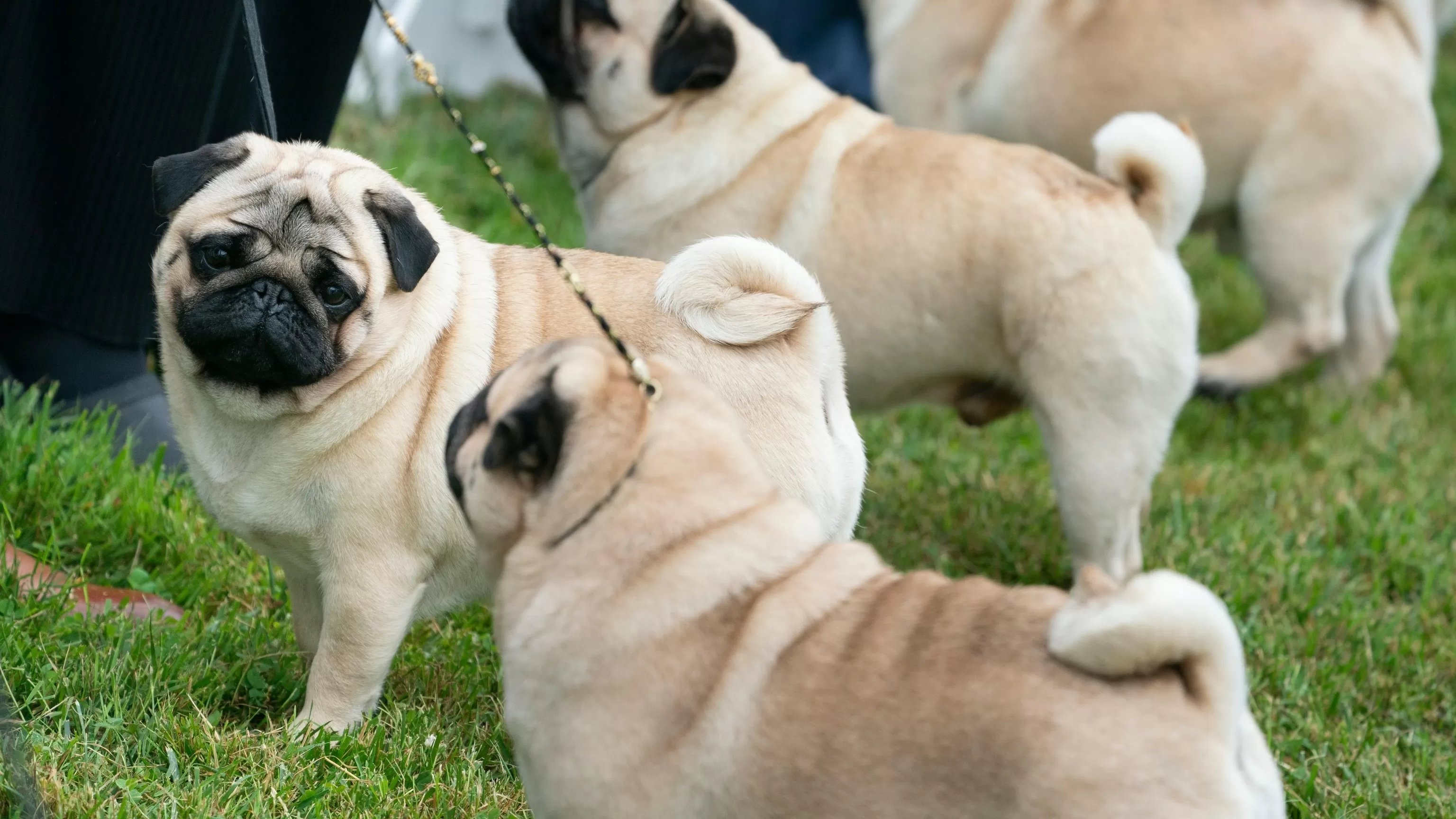Judge tosses PETA's lawsuit against the American Kennel Club over dog breed health