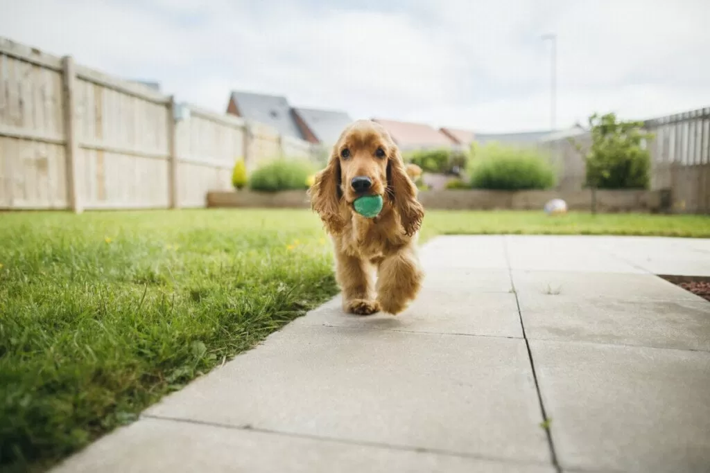 Dog-Friendly Backyard Ideas to Create a Safe and Fun Outdoor Space