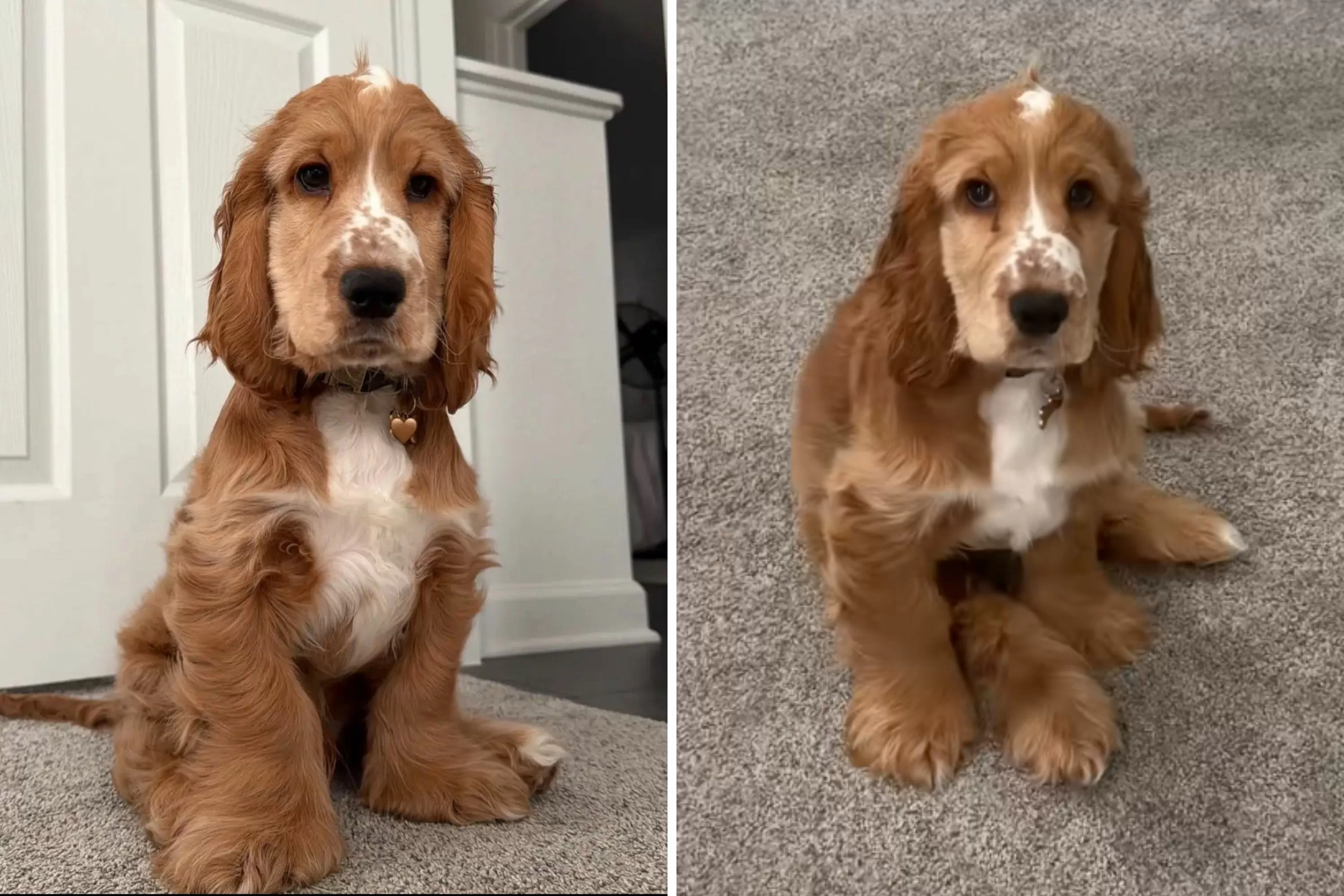 Cocker Spaniel Puppy Unsure as Growth Spurt Leaves Him All ‘Limbs and Paws’