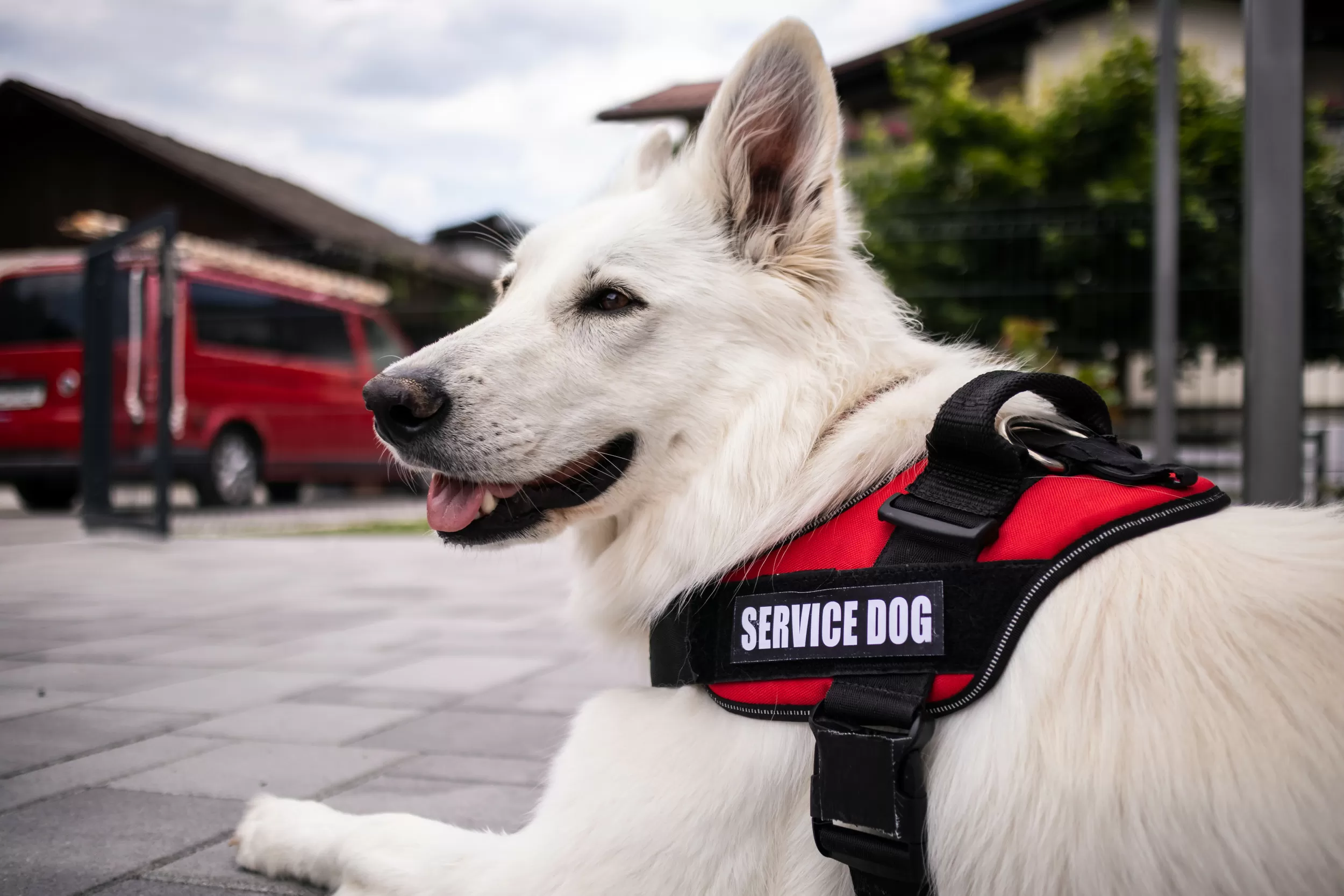 Service Dogs Board Flight—Video of Who’s ‘Faking It’ Goes Viral