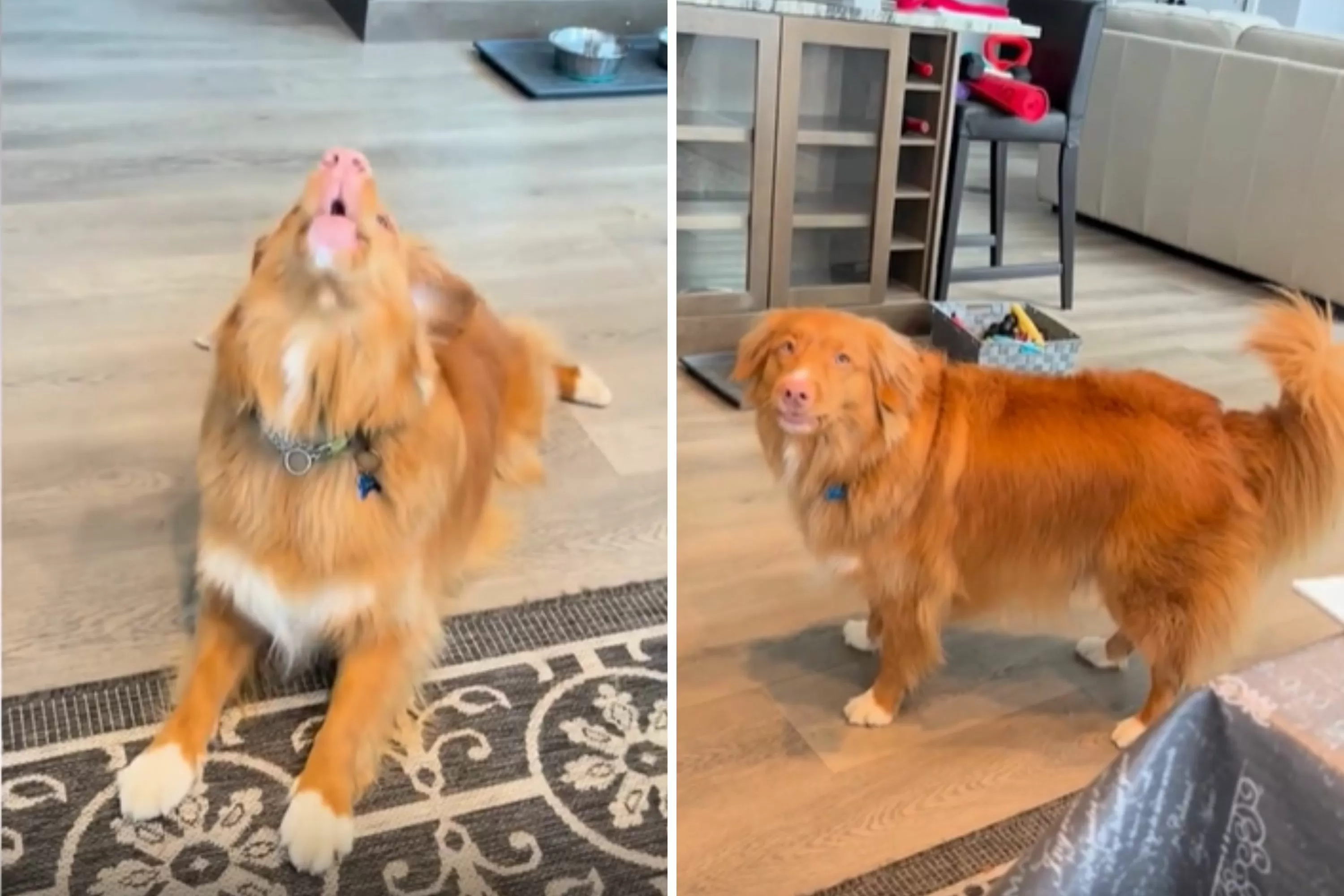 Dog Who Can't Help But Sing When Phone Rings Wins Pet of the Week