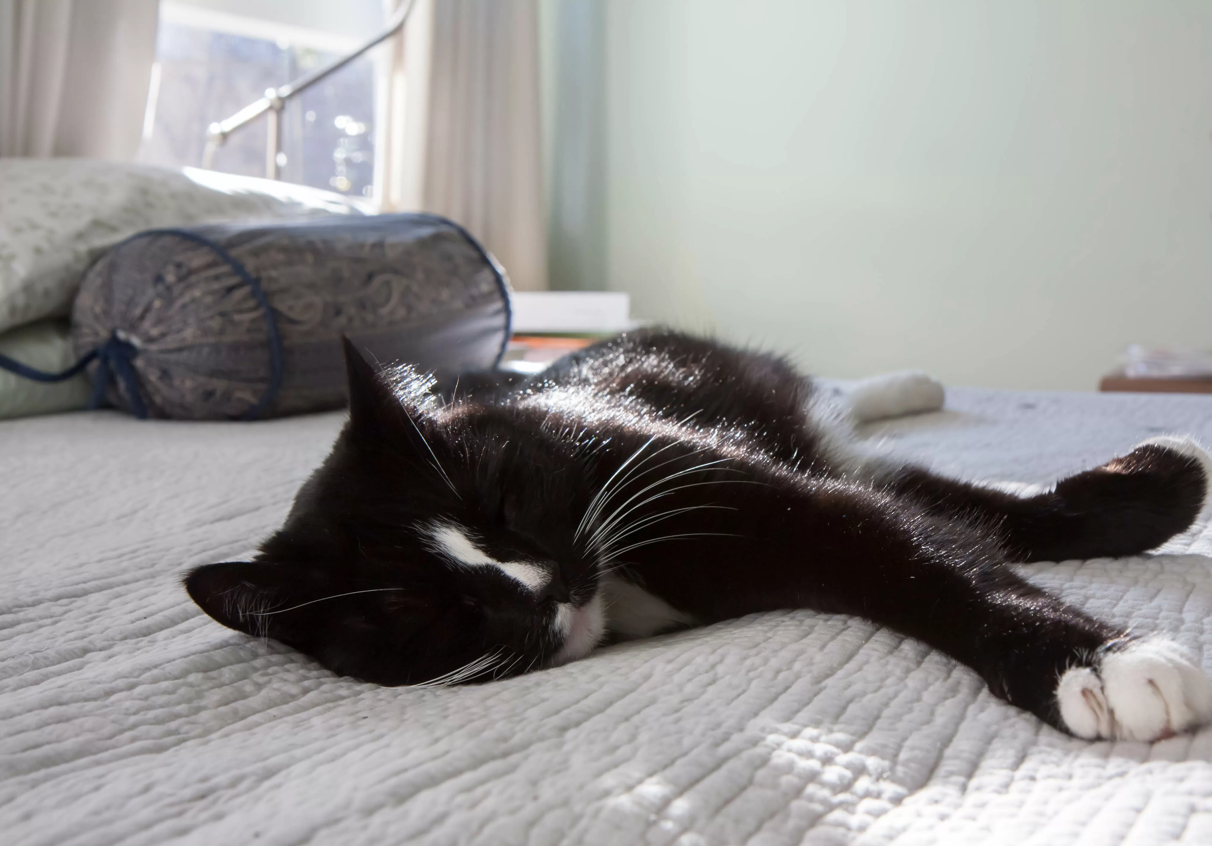 Shelter Said Cat Was Unsocial, Her Nightly Routine Tells a Different Story